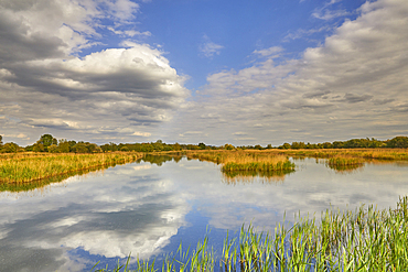 Afternoon sunlight on the marshes of Ham Wall Nature Reserve, one of the Avalon Marshes, in the Somerset Levels, near Glastonbury, Somerset, Great Britain.