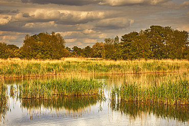 Afternoon sunlight on the marshes of Ham Wall Nature Reserve, one of the Avalon Marshes, in the Somerset Levels, near Glastonbury, Somerset, Great Britain.