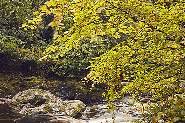 Autumn colours on beech trees (Fagus sylvatica) along the banks of the River Erme, in Longtimber Woods, near Ivybridge, Dartmoor National Park, Devon, Great Britain.