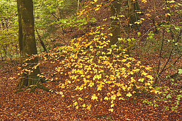 Autumn colours on beech trees (Fagus sylvatica), in Longtimber Woods, near Ivybridge, Dartmoor National Park, Devon, Great Britain.