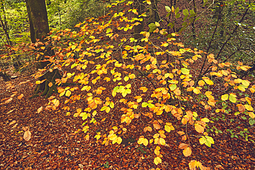 Autumn colours on beech trees (Fagus sylvatica), in Longtimber Woods, near Ivybridge, Dartmoor National Park, Devon, Great Britain.