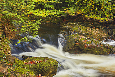The River Erme flows around granite boulders and through thick forest, in Longtimber Woods, near Ivybridge, Dartmoor National Park, Devon, Great Britain.