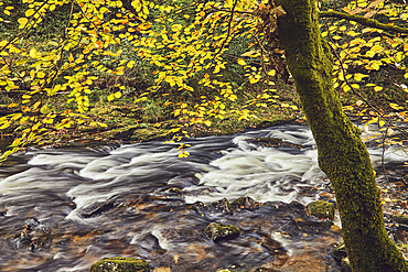 Autumn colours on beech trees (Fagus sylvatica) along the banks of the River Erme, in Longtimber Woods, near Ivybridge, Dartmoor National Park, Devon, Great Britain.