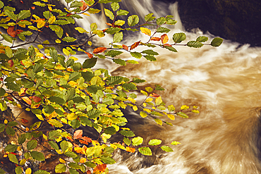 Autumn colours on beech trees (Fagus sylvatica) along the banks of the River Erme, in Longtimber Woods, near Ivybridge, Dartmoor National Park, Devon, Great Britain.