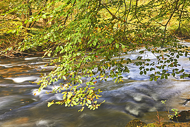 Autumn woodland colours on beech trees (Fagus sylvatica) in ancient forest along the River Barle, near Dulverton, Exmoor National Park, Somerset, Great Britain.