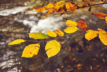 Autumn woodland colours on beech trees (Fagus sylvatica) in ancient forest along the River Barle, near Dulverton, Exmoor National Park, Somerset, Great Britain.