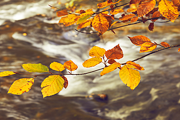 Autumn woodland colours on beech trees (Fagus sylvatica) in ancient forest along the River Barle, near Dulverton, Exmoor National Park, Somerset, Great Britain.
