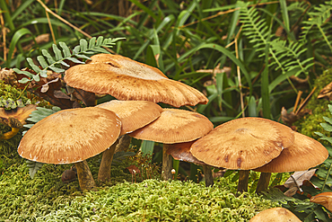 Wild mushrooms in ancient forest along the banks of the Barle River, near Dulverton, in Exmoor National Park, Somerset, Great Britain.