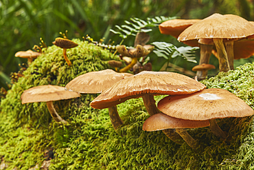 Wild mushrooms in ancient forest along the banks of the Barle River, near Dulverton, in Exmoor National Park, Somerset, Great Britain.