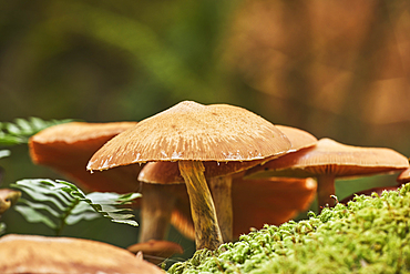 Wild mushrooms in ancient forest along the banks of the Barle River, near Dulverton, in Exmoor National Park, Somerset, Great Britain.