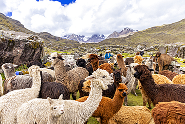 Herd of multicolor alpacas grazing in the Vilcanota Mountain Range on a sunny day with rocky terrain