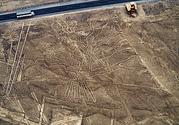 The Tree Geoglyph, aerial view, Nazca, UNESCO World Heritage Site, Ica Region, Peru, South America