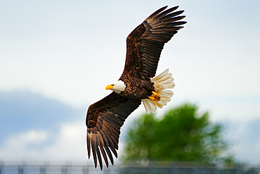 Bald Eagle (Haliaeetus leucocephalus) carrying a fish head