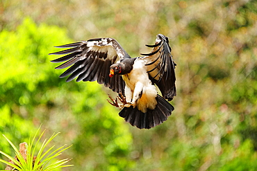 Young immature King Vulture (Sarcoramphus papa) in flight