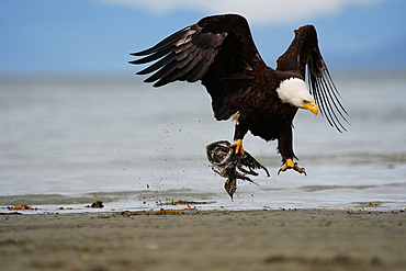 Bald Eagle (Haliaeetus leucocephalus) carrying a fish head