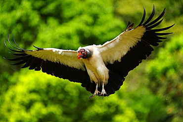 King Vulture (Sarcoramphus papa) in flight