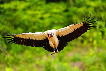 King Vulture (Sarcoramphus papa) in flight