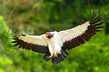 King Vulture (Sarcoramphus papa) in flight
