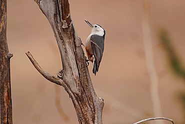 White-breasted Nuthatch (Sitta carolinensis) with seed in beak