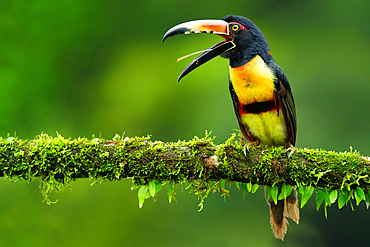 Collared Aracari (Pteroglossus torquatus) with open beak