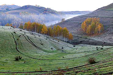 Colorful autumn trees stand on hills in Romania during early morning light as fog rolls through the valley