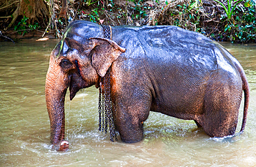 Elephant enjoys bathing in the river during a sunny day in Sri Lanka's natural landscape