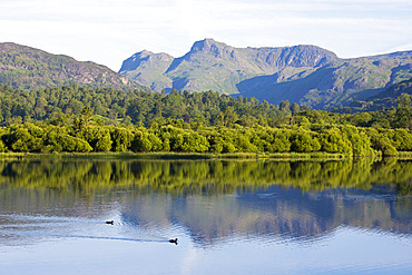 View across tranquil Elter Water and the River Brathay to the Langdale Pikes, early morning, summer, Elterwater, Lake District National Park, Cumbria, England, UK