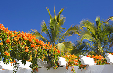 Colourful orange flowers of flame vine, Pyrostegia venusta, growing in profusion across whitewashed wooden pergola, palms beyond, Puerto de Mogan, Gran Canaria, Canary Islands, Spain