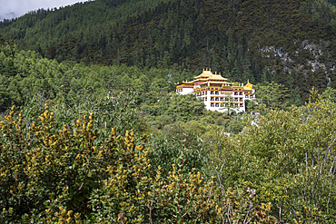 Isolated Tibetan monastery with golden roof surrounded by dense green forest in Sichuan China