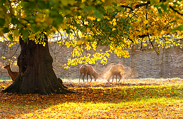 Two red deer stags clash in a fight during rutting season in Bushy Park, London, England