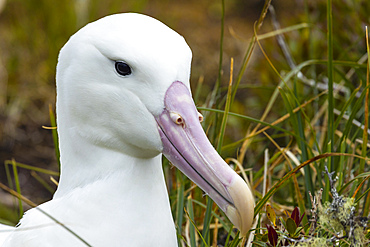 Royal Albatross nesting in grass