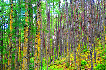 Forest near Rogie Falls, Scottish Highlands