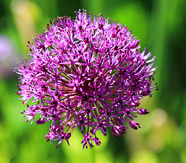 Allium, Castle of Mey, Caithness, Scotland