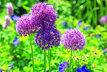 Allium, Castle of Mey, Caithness, Scotland