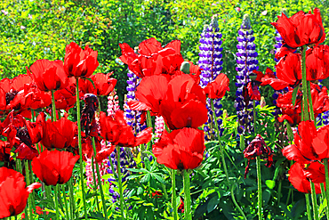 Poppies, Cawdor Castle, near Inverness, Scotland