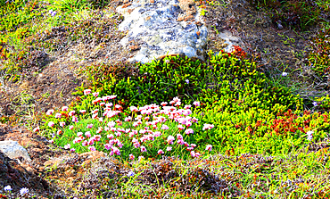 Thrift, Dunnet Head, Caithness, Scotland