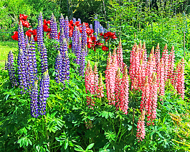 Lupins and poppies, Cawdor Castle, near Inverness, Scotland