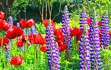 Lupins and poppies, Cawdor Castle, near Inverness, Scotland