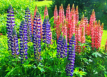 Lupins, Cawdor Castle, near Inverness, Scotland
