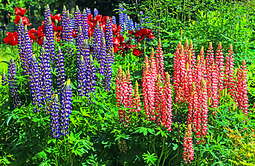 Lupins, Cawdor Castle, near Inverness, Scotland
