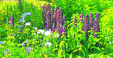 Lupins, Cawdor Castle, near Inverness, Scotland