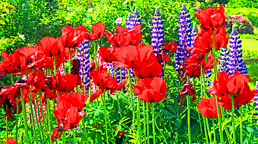 Poppies, Cawdor Castle, near Inverness, Scotland