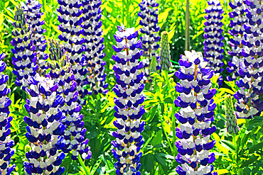 Lupins, Cawdor Castle, near Inverness, Scotland