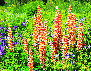 Lupins, Cawdor Castle gardens, near Inverness, Scotland