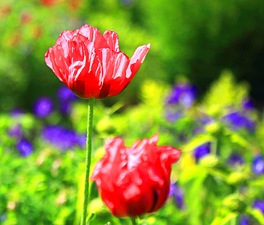 Poppies, Cawdor Castle, near Inverness, Scotland