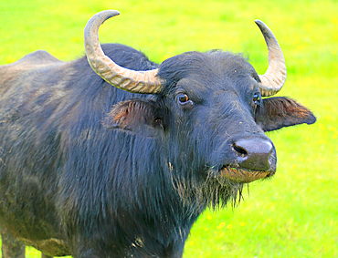 Highland Cow, near Inverness, Scotland