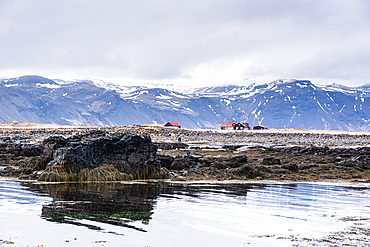 Icelandic horses and farm buildings beside a tidal flat with snow-capped mountains behind, Ytri Tunga, Sn&aelig;fellsnes Peninsula, West Iceland