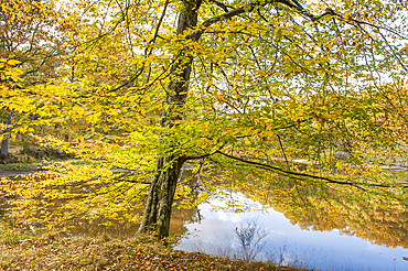 By the side of the 'Etang Neuf' pond in the Forest of Rambouillet, Haute Vallee de Chevreuse Regional Natural Park, Yvelines department, Ile-de-France region, France, Europe