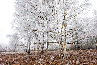 Covered in frost birch trees in a clearing covered by fern in the Forest of Rambouillet, Haute Vallee de Chevreuse Regional Natural Park,Yvelines department,Ile de France region, France, Europe