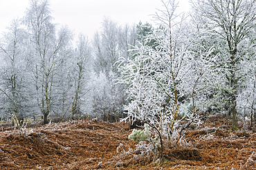 Covered in frost birch trees in a clearing covered by fern in the Forest of Rambouillet, Haute Vallee de Chevreuse Regional Natural Park,Yvelines department,Ile de France region, France, Europe